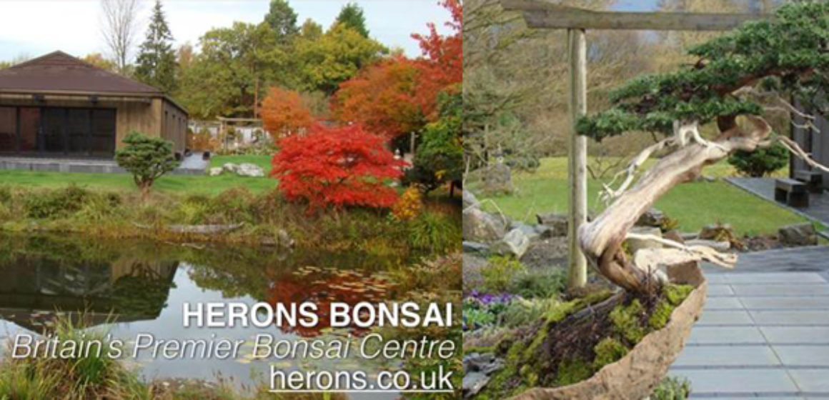 herons-bonsai-full