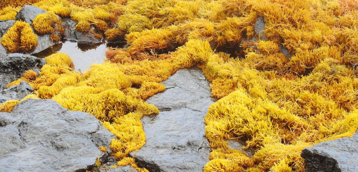 wet yellow seaweed on rocky shore