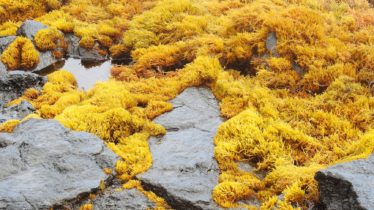 wet yellow seaweed on rocky shore