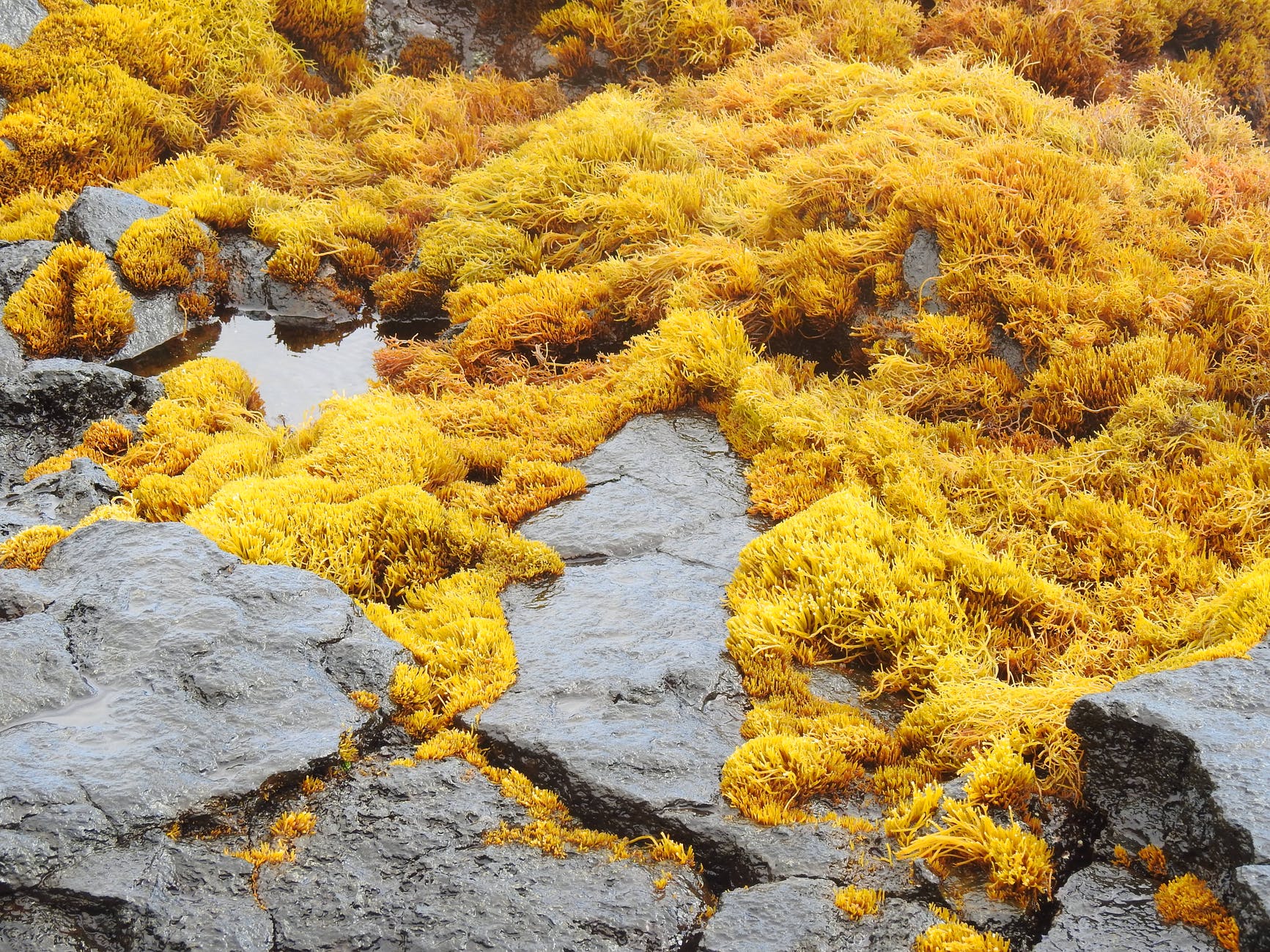 wet yellow seaweed on rocky shore